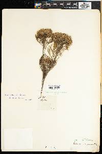 Serruria kraussii image