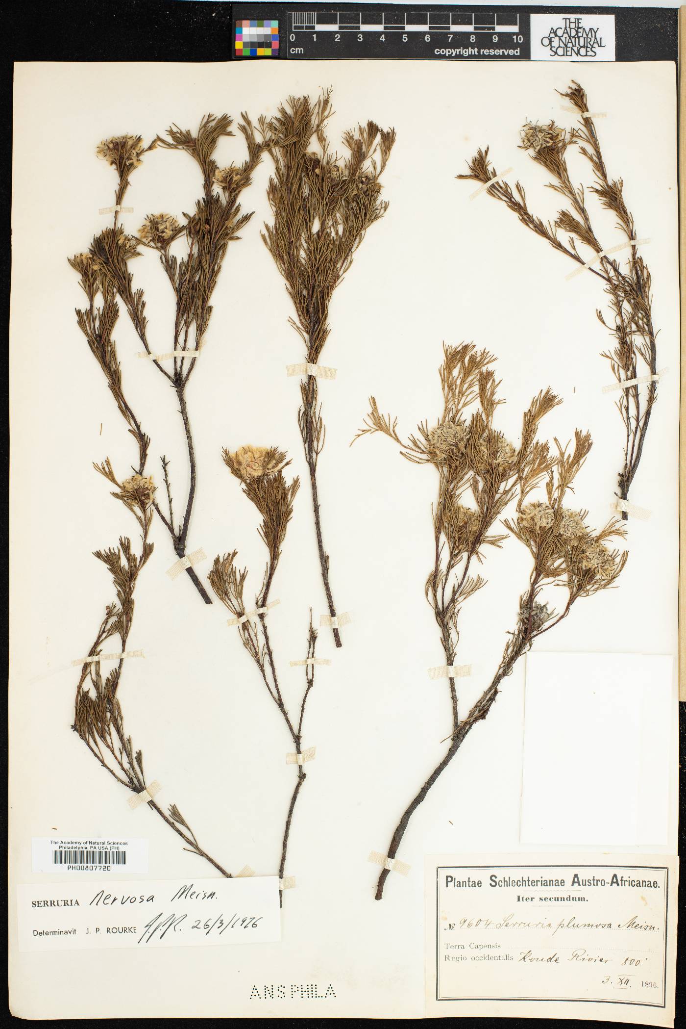 Serruria nervosa image