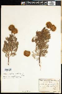 Serruria pedunculata image