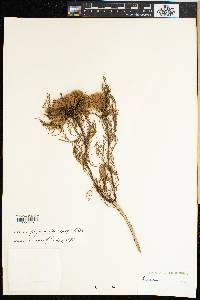 Serruria phylicoides image