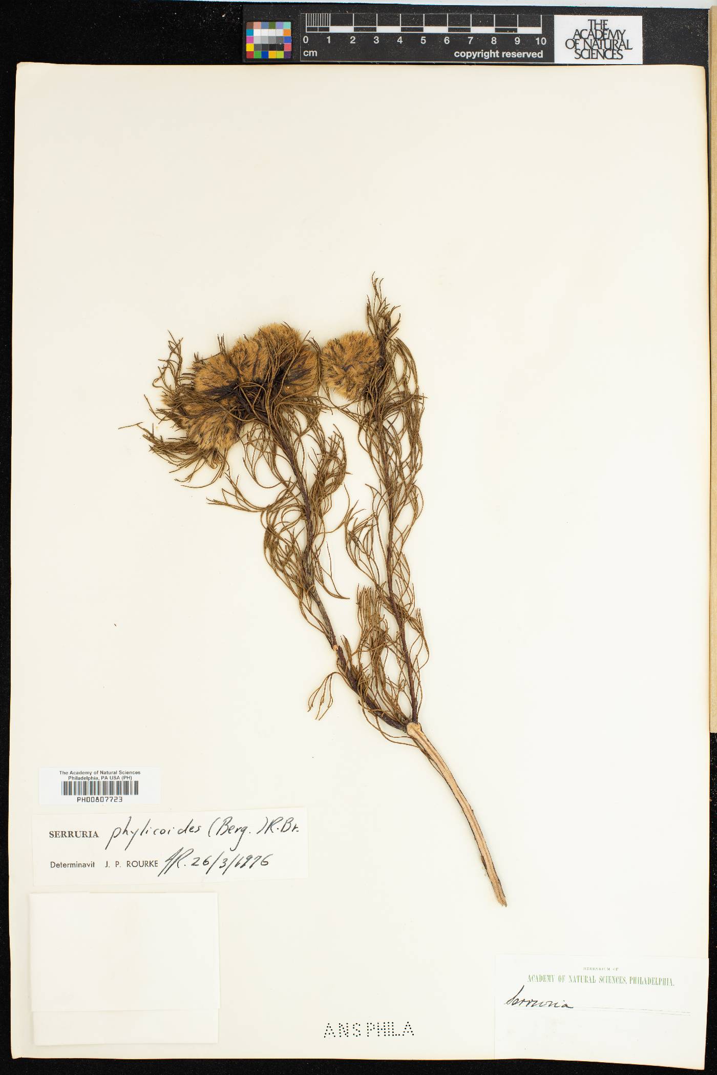Serruria phylicoides image