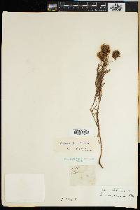 Image of Serruria pinnata