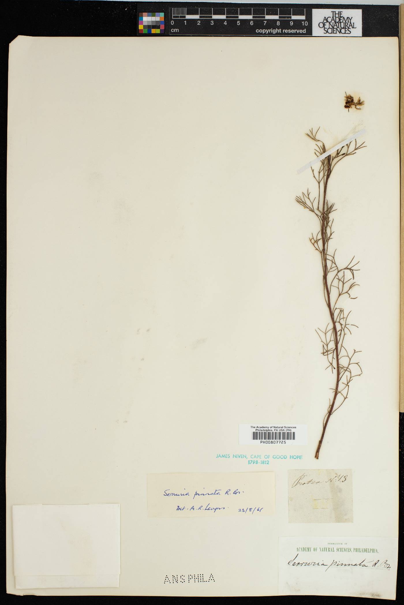 Serruria pinnata image