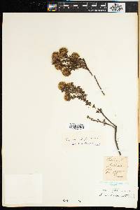 Image of Serruria roxburghii
