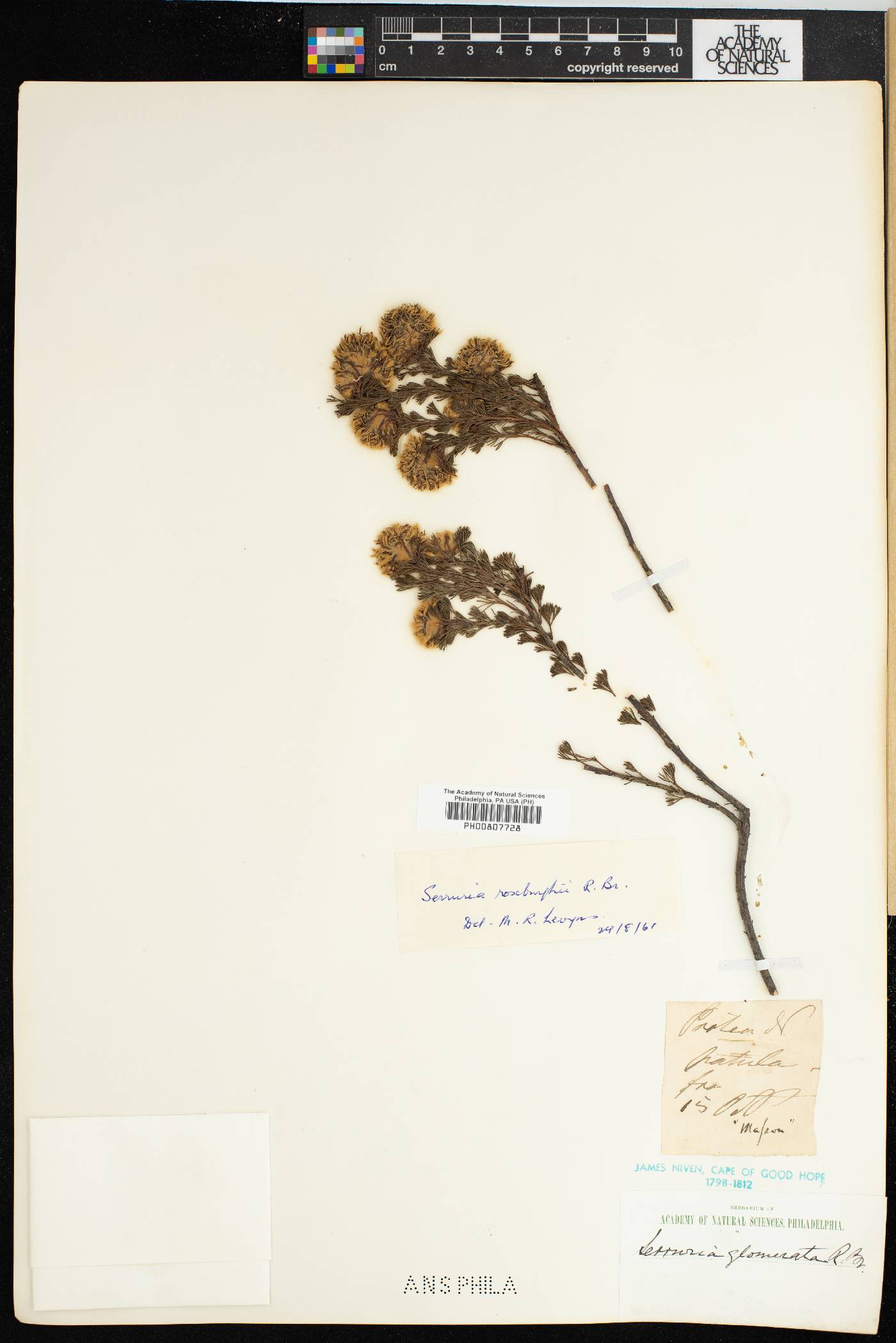 Serruria roxburghii image