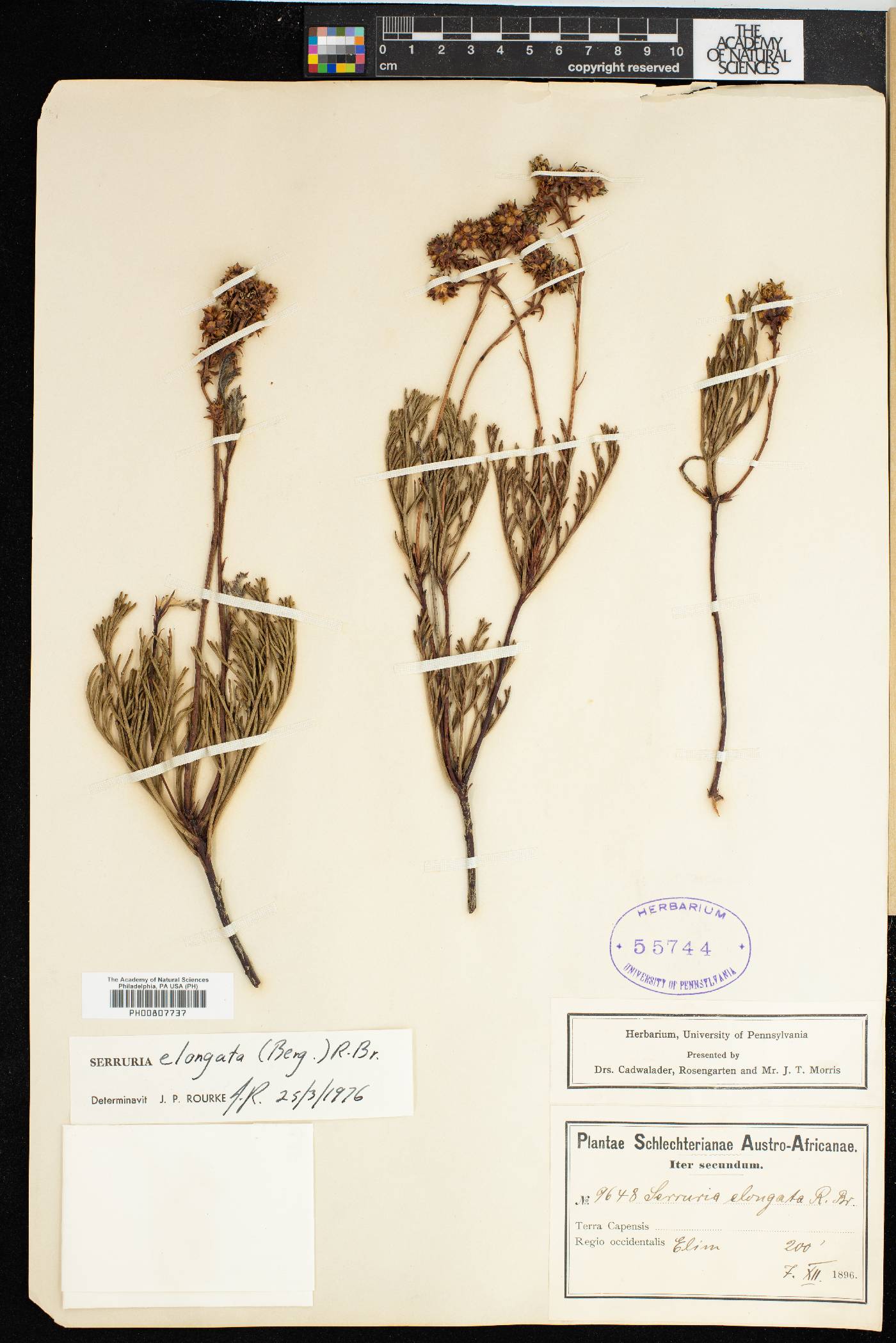 Serruria elongata image