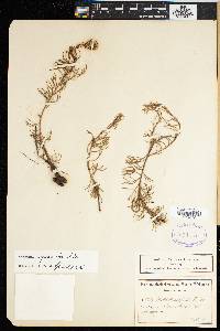 Image of Serruria cyanoides
