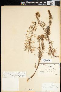 Serruria cyanoides image