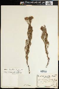 Serruria fucifolia image