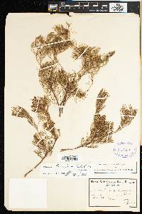 Image of Serruria fasciflora