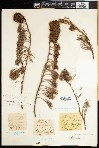 Image of Serruria collina
