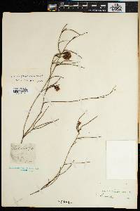Image of Serruria flagellifolia