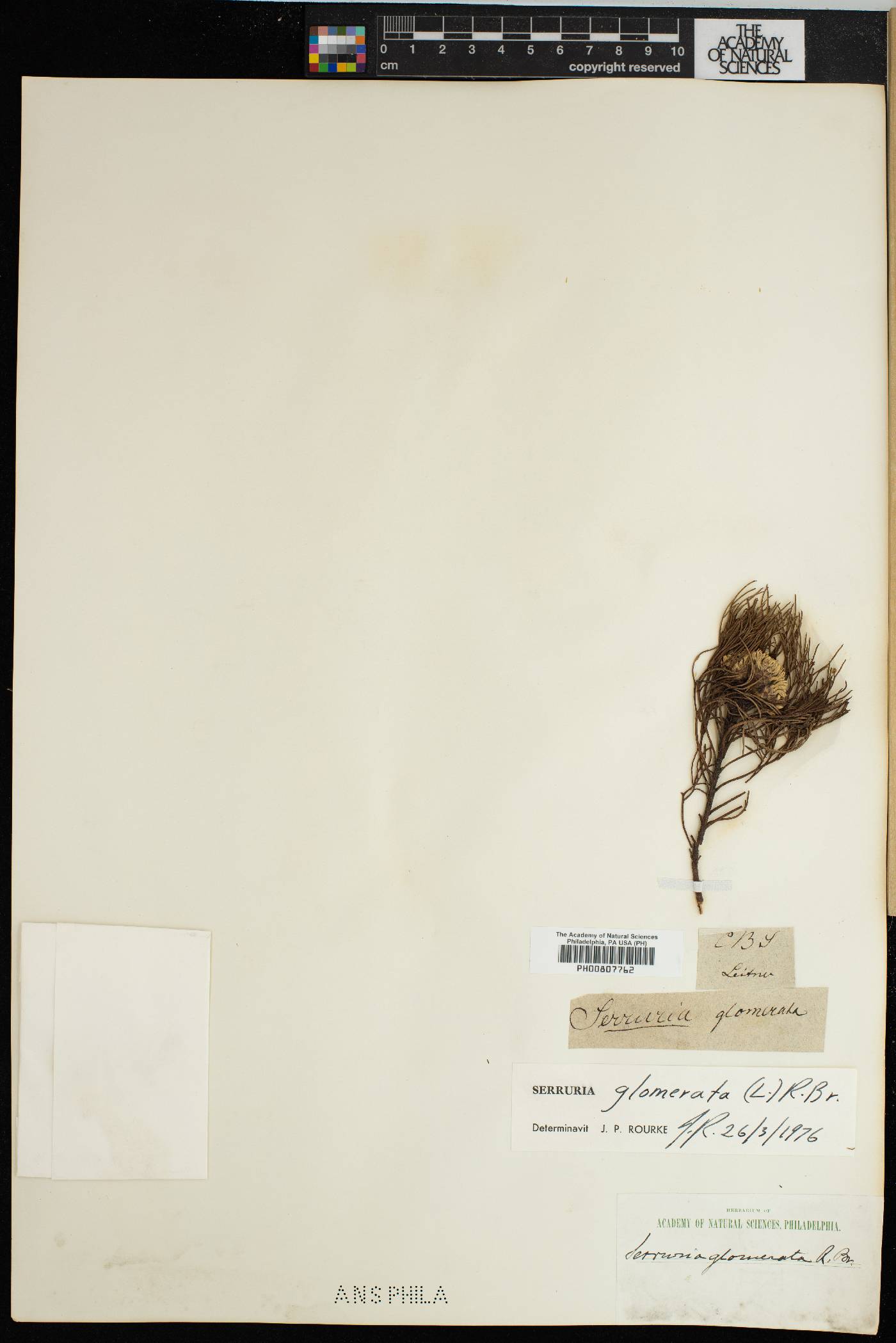 Serruria glomerata image