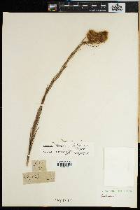 Image of Serruria linearis