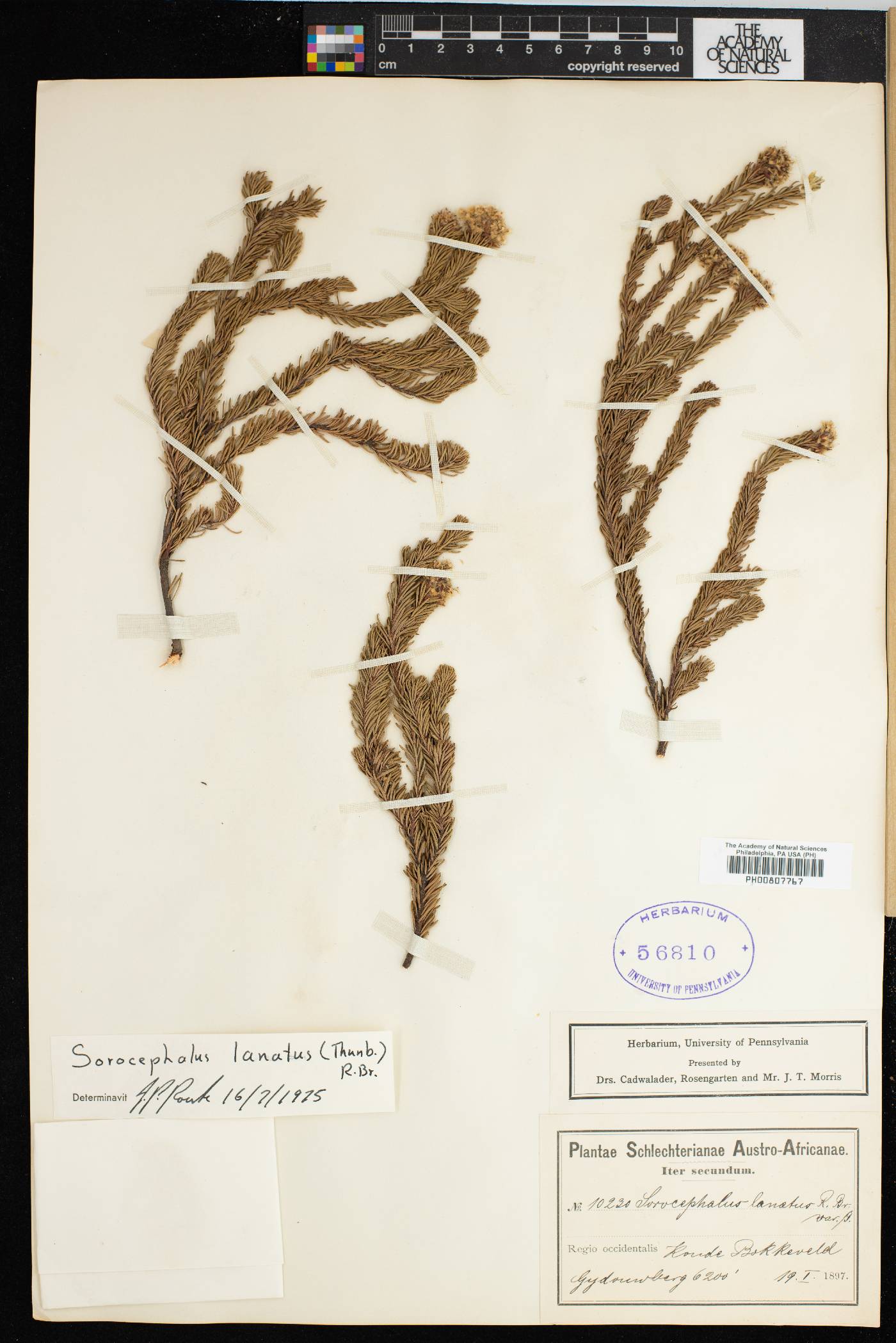 Sorocephalus lanatus image