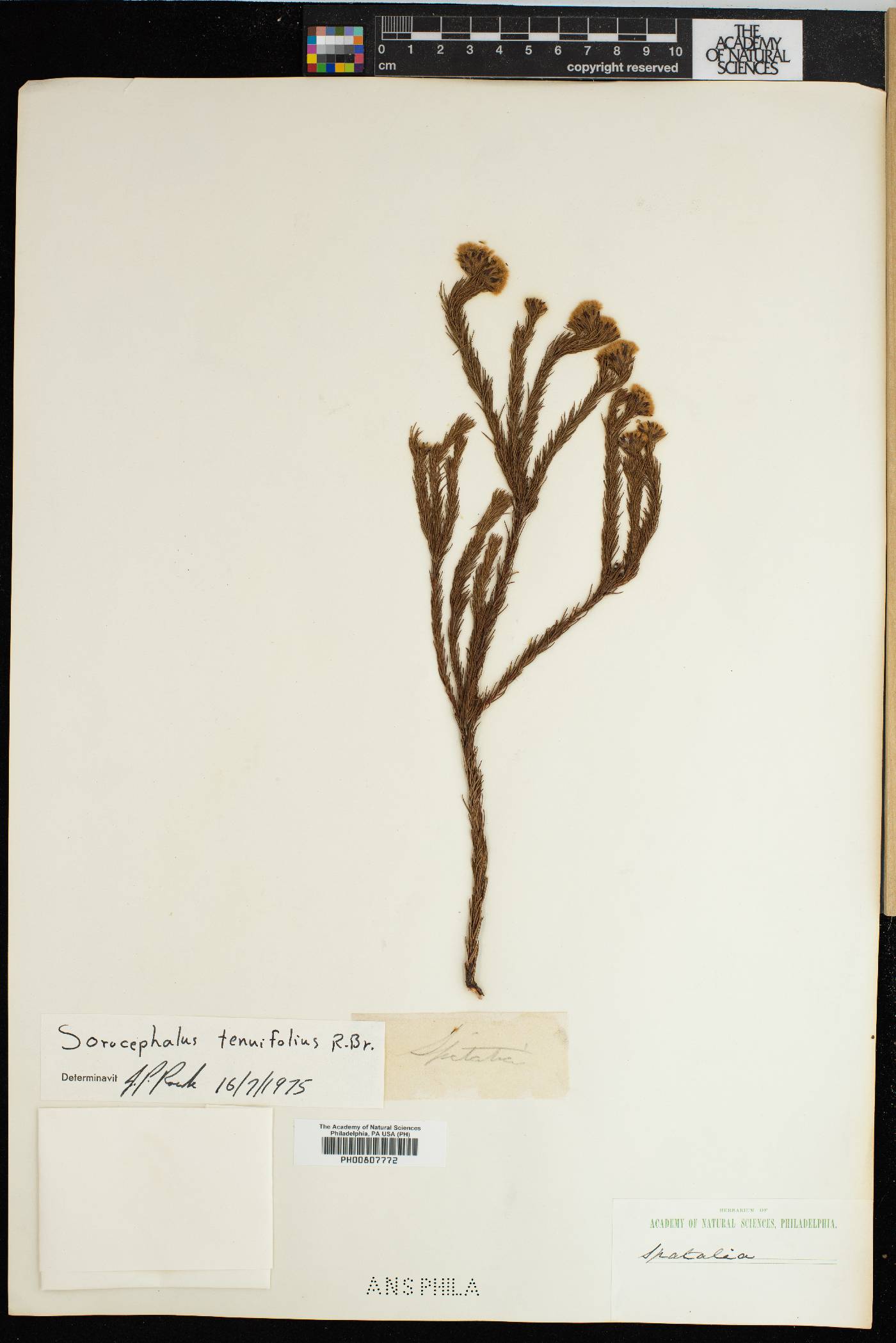 Sorocephalus tenuifolius image