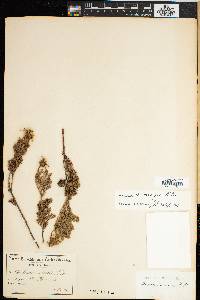Image of Serruria acrocarpa