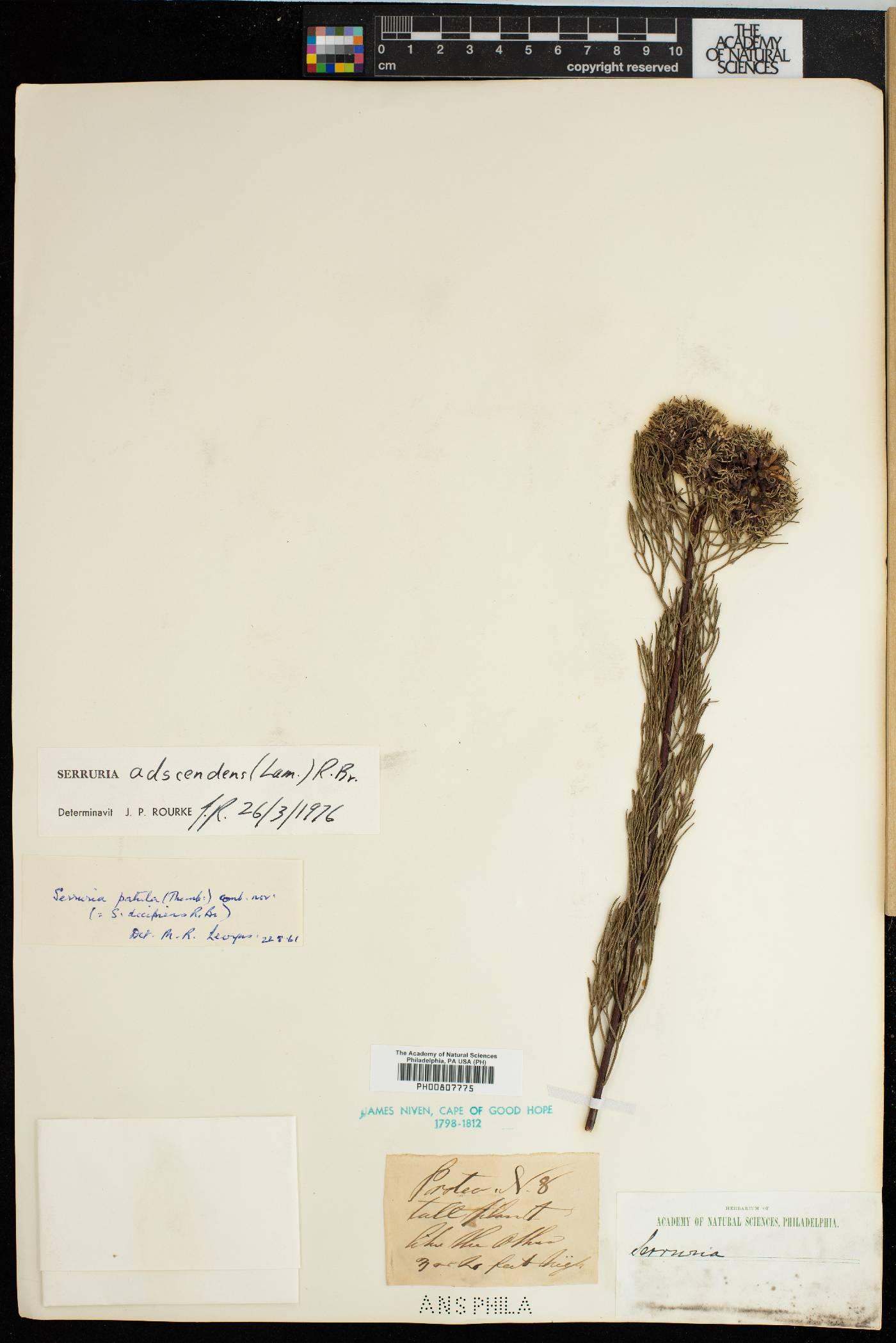 Serruria ascendens image