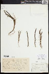 Myriophyllum alterniflorum image