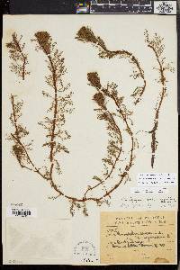 Myriophyllum aquaticum image