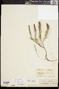 Myriophyllum farwellii image