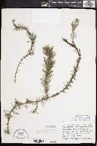 Myriophyllum heterophyllum image
