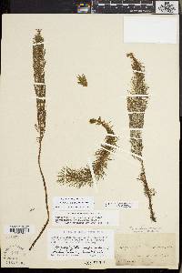 Myriophyllum heterophyllum image