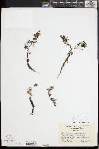 Myriophyllum heterophyllum image