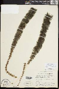 Myriophyllum heterophyllum image