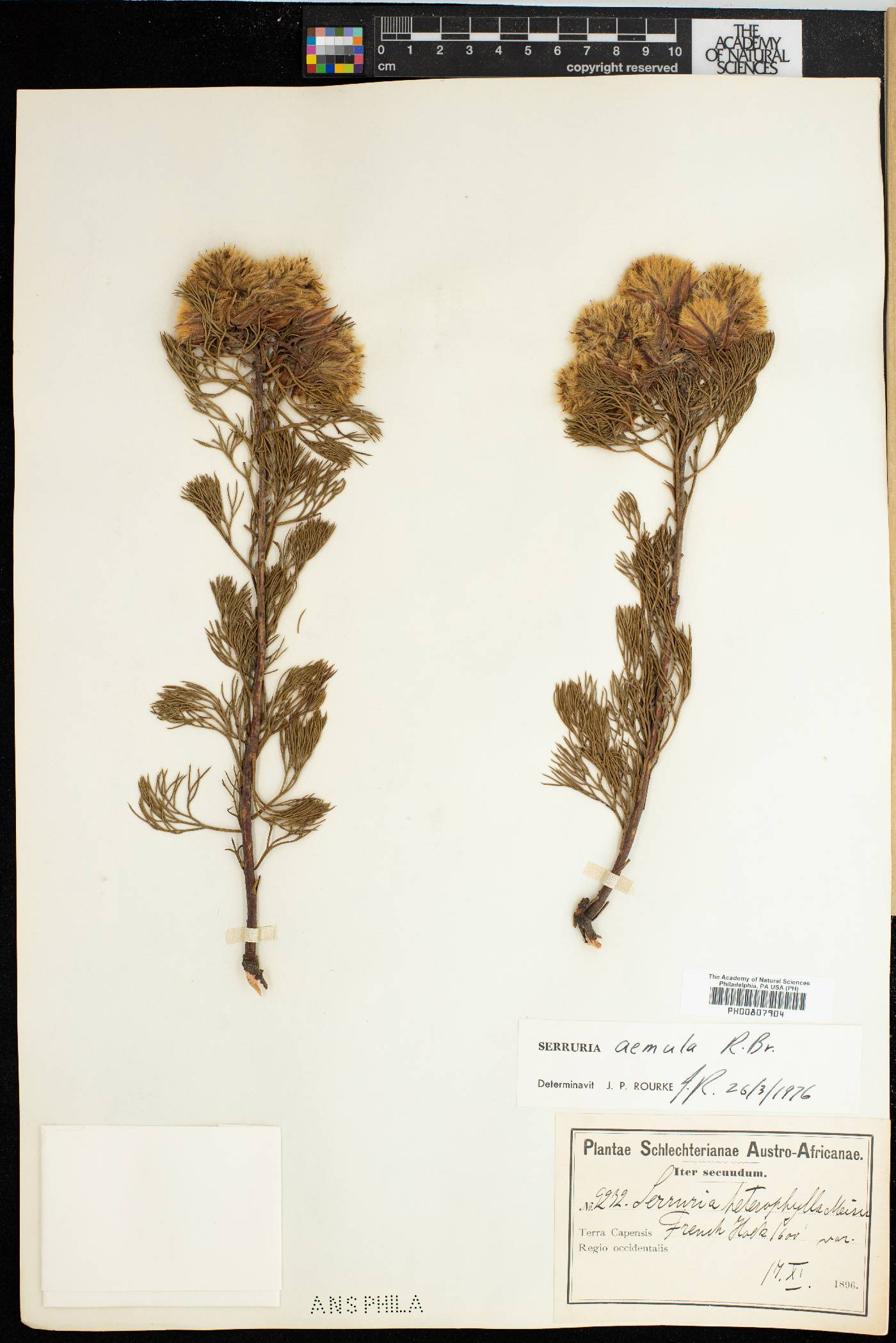 Serruria aemula image