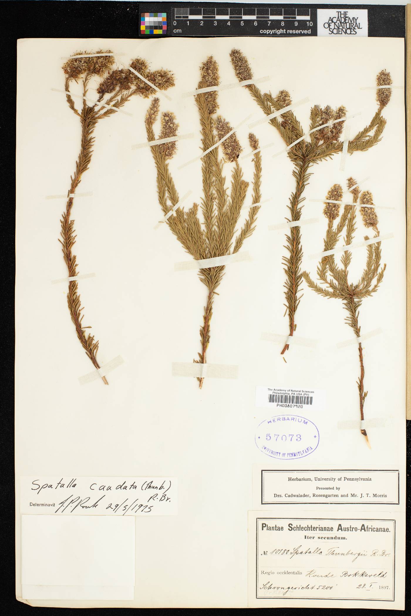 Spatalla caudata image