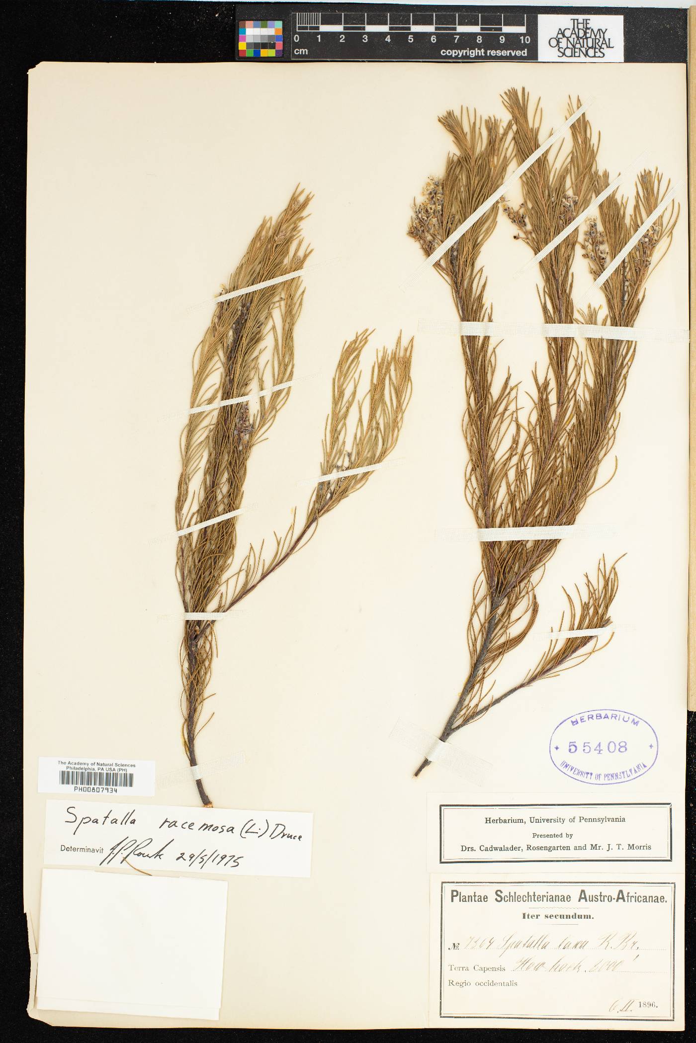 Spatalla racemosa image
