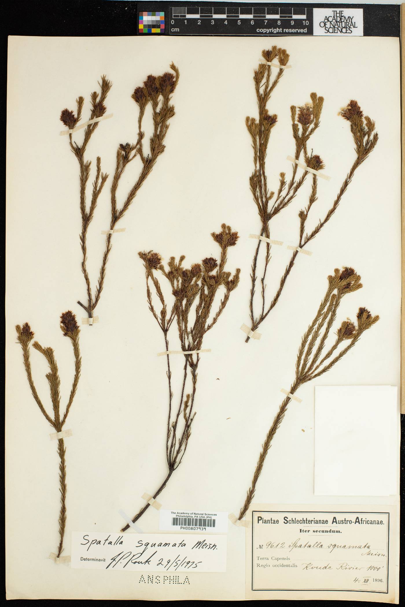 Spatalla squamata image