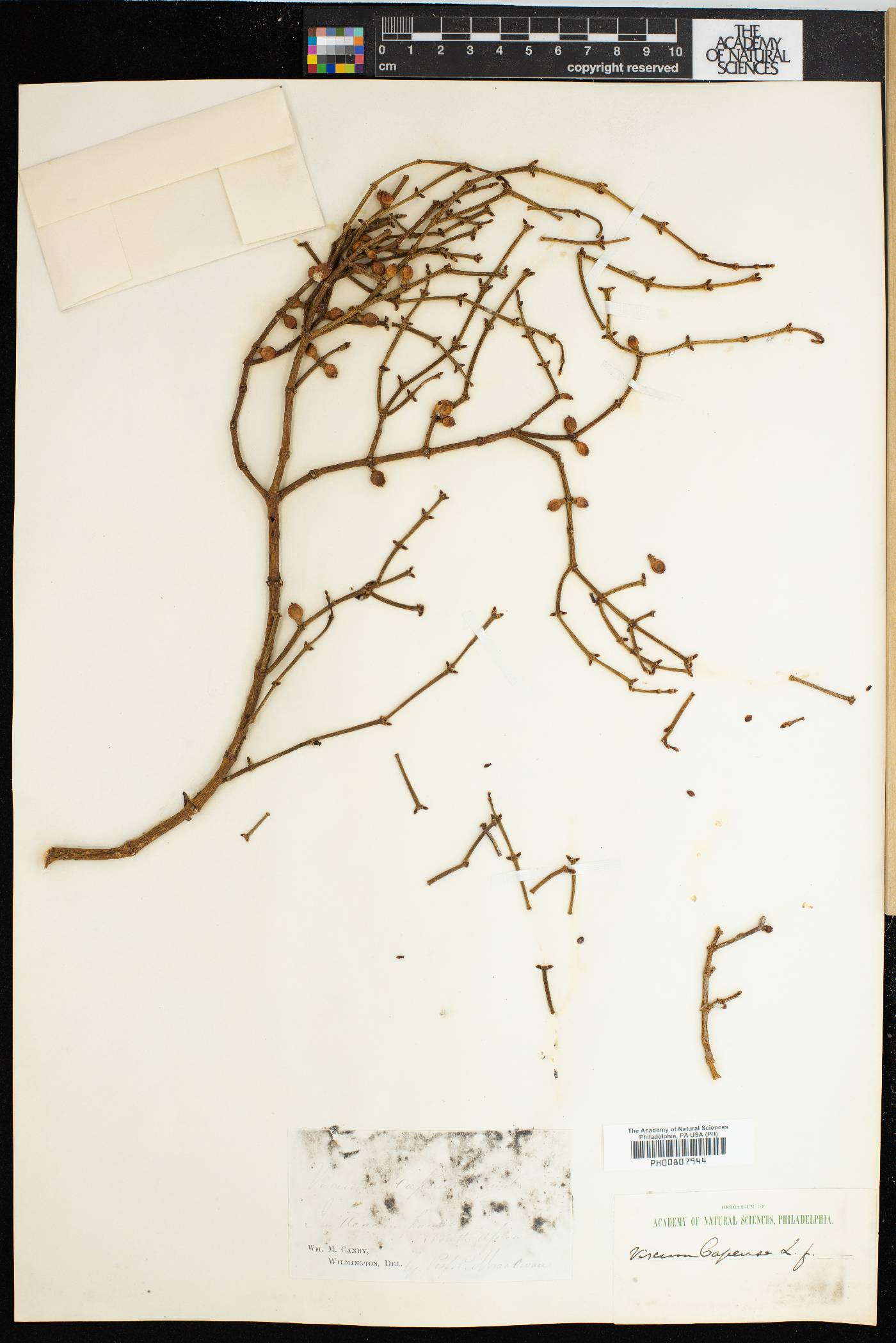 Viscum capense image