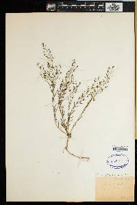 Thesium linophyllum image