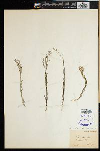 Thesium linophyllum image