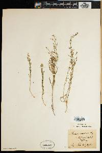 Thesium ramosum image