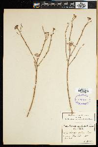 Thesium strictum image