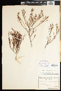 Thesium capituliflorum image