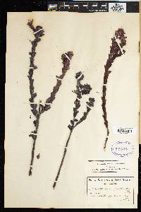 Image of Thesium euphorbioides