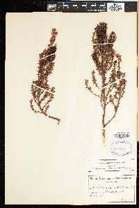 Thesium glomeruliflorum image