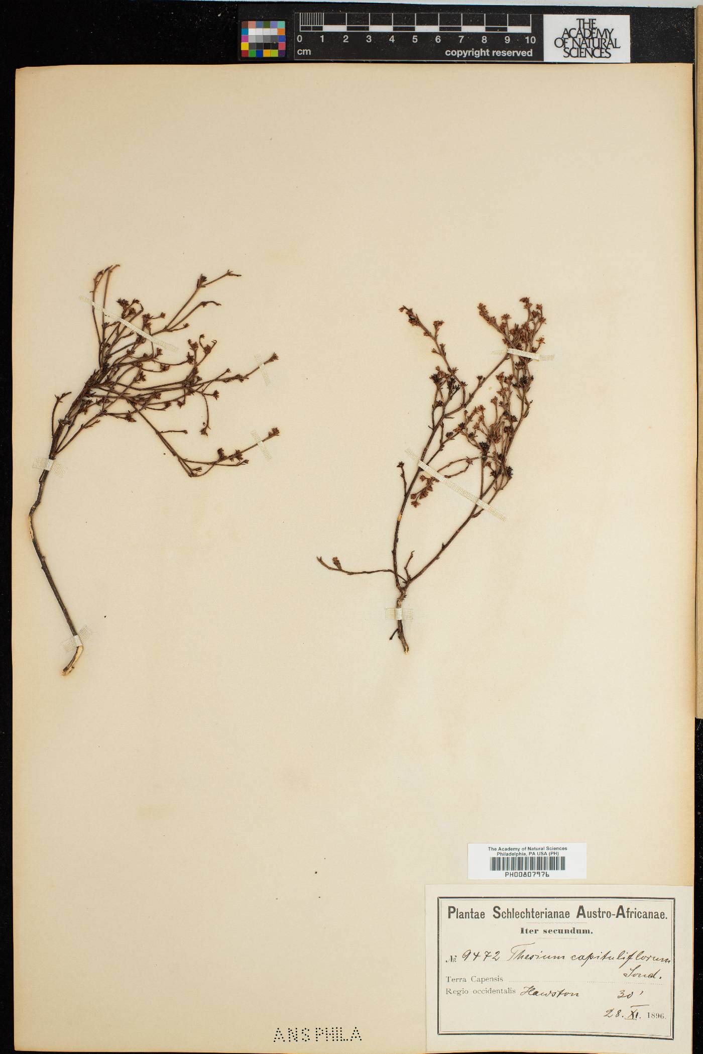 Thesium capituliflorum image