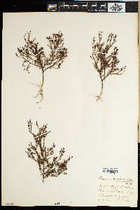 Thesium euphorbioides image