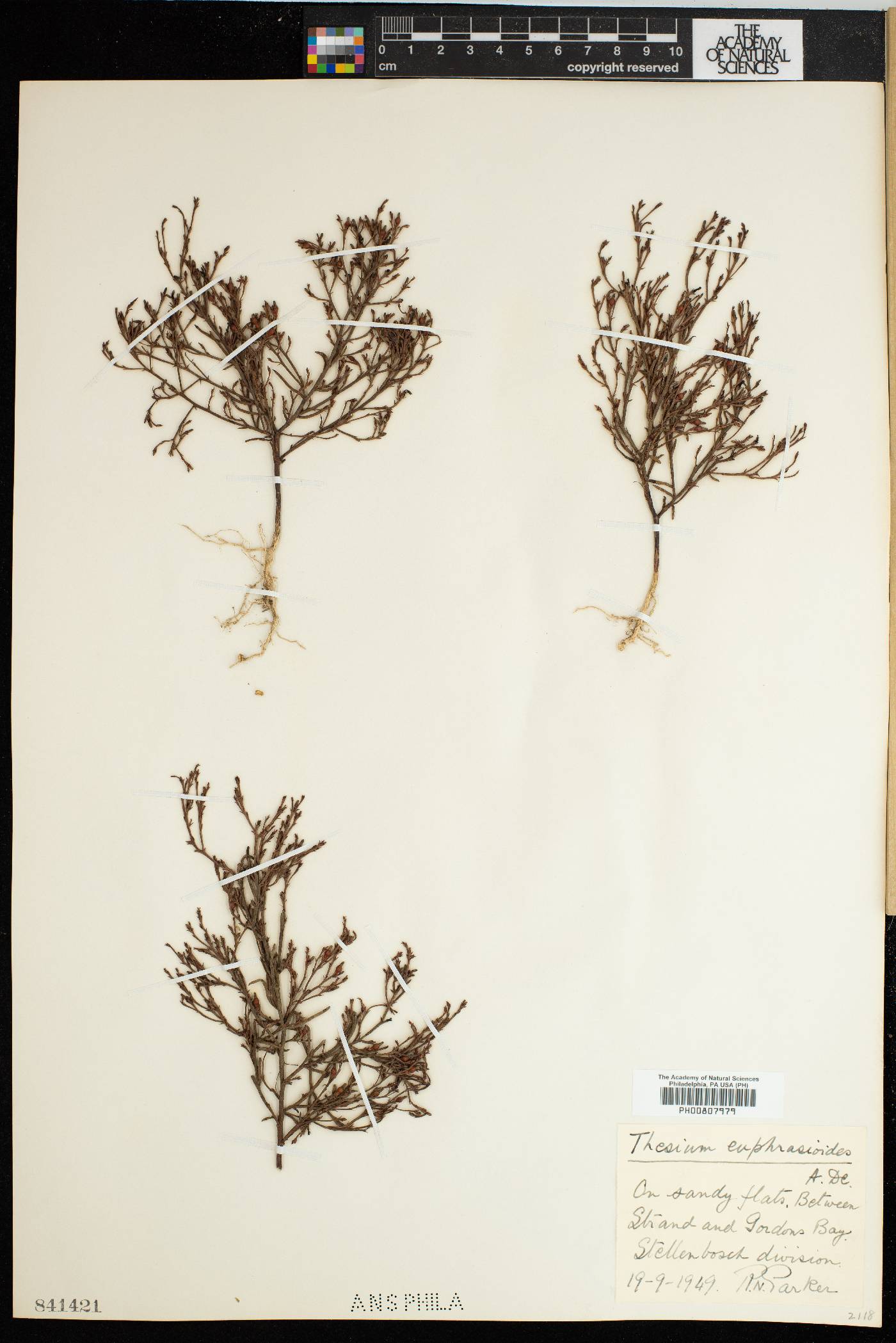 Thesium euphorbioides image