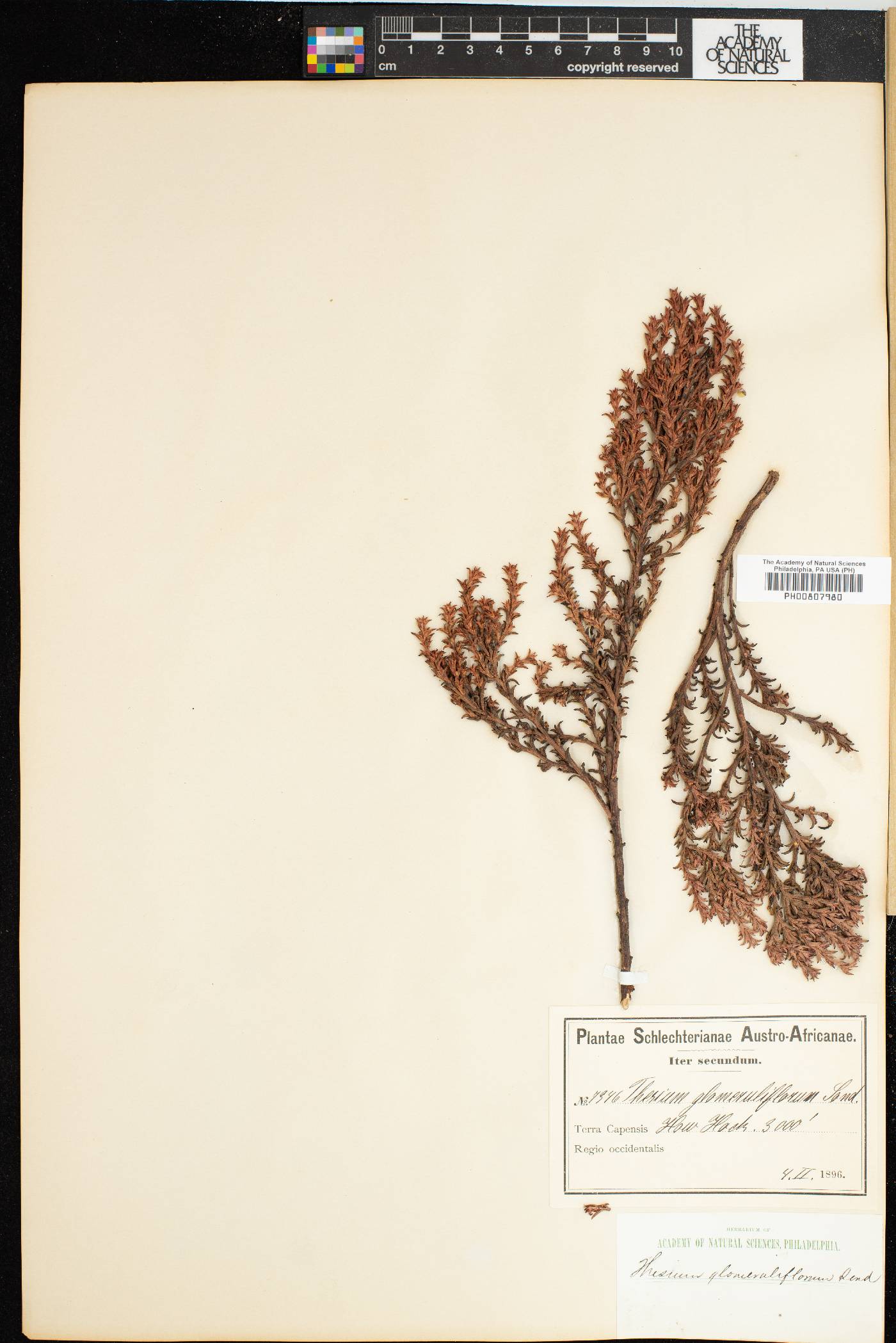 Thesium glomeruliflorum image