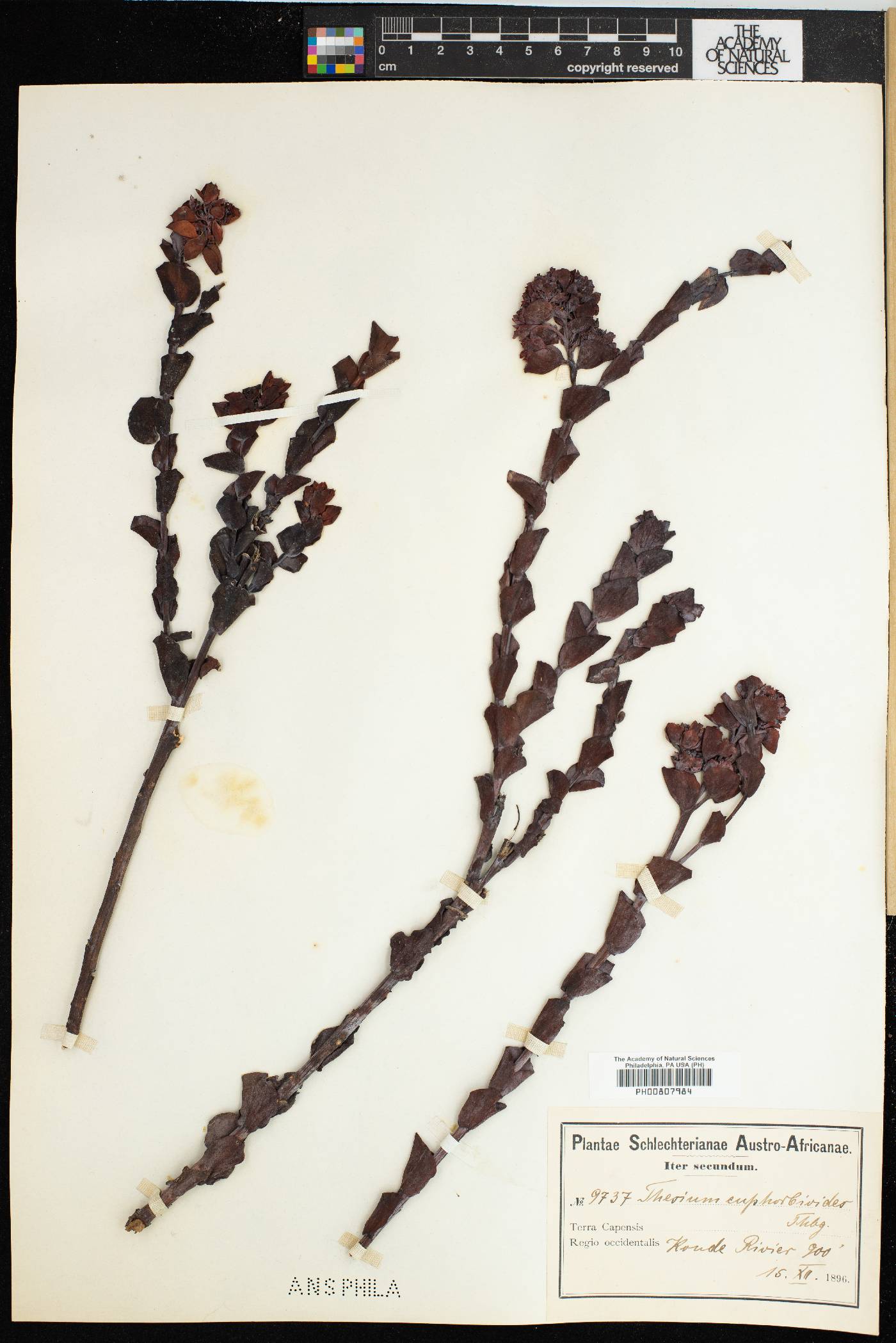 Thesium euphorbioides image