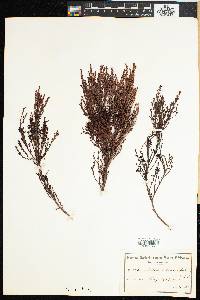Image of Thesium ericaefolium