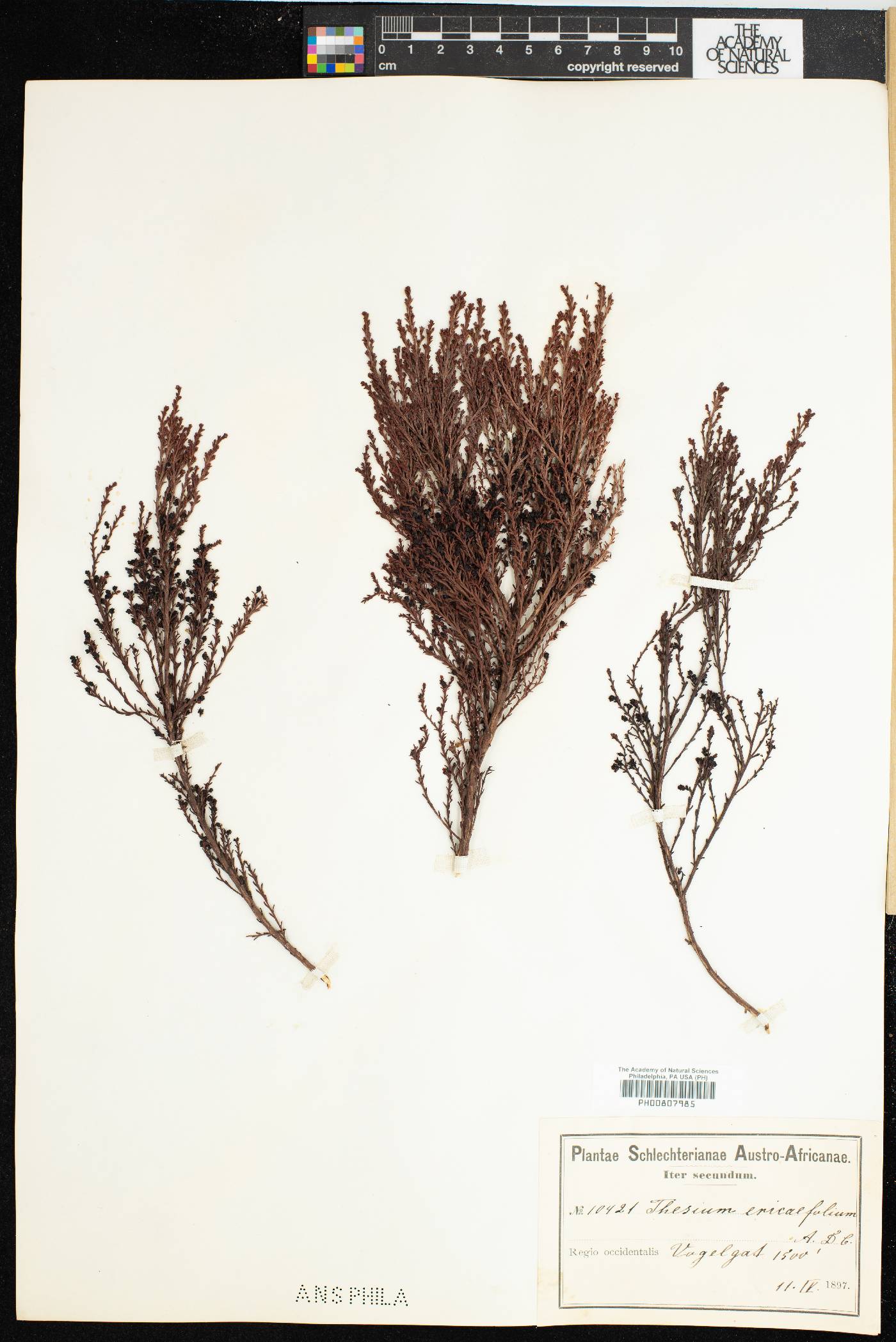 Thesium ericaefolium image