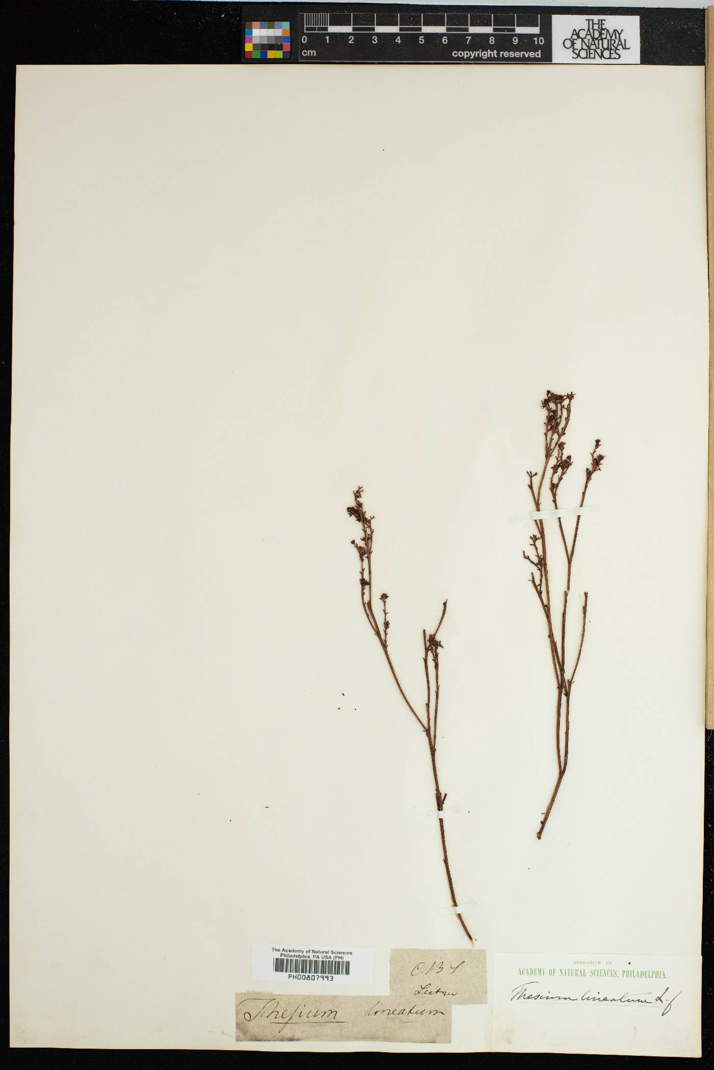 Lacomucinaea lineata image