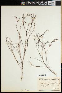 Thesium paniculatum image